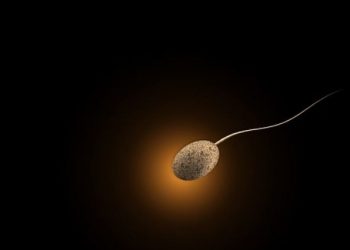 foods to increase sperm count
